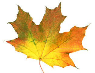 Autumn maple leaf