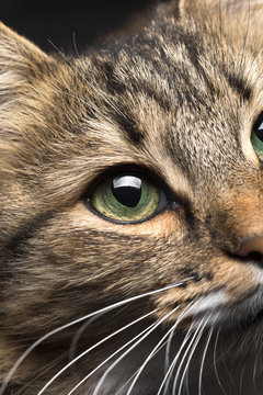 half of cat's muzzle with green eyes on a dark background