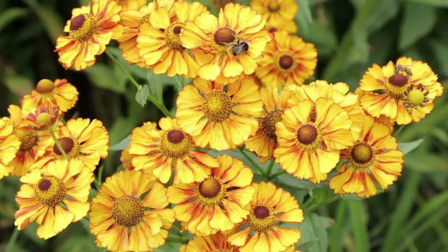 Yellow, helenium flower in a garden