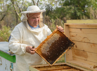 Beekeeper is working with bees and beehives on the apiary.