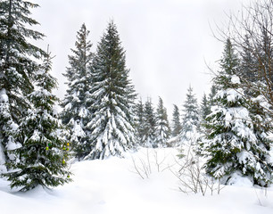 Winter fir forest in snow