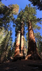 Fototapeta na wymiar kings canyon sequoia national park, usa 