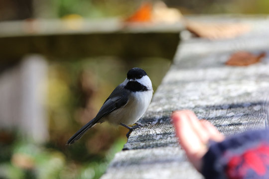 M&eacute;sange &agrave; t&ecirc;te noire