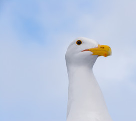 Seagull head and neck against semi-cloudy sky detail