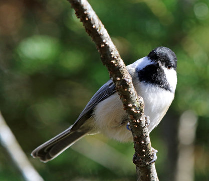M&eacute;sange &agrave; t&ecirc;te noire