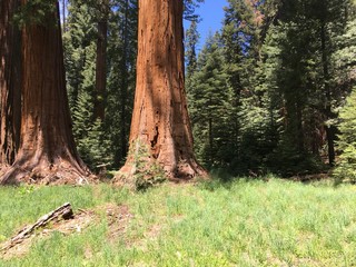 kings canyon sequoia national park, usa
