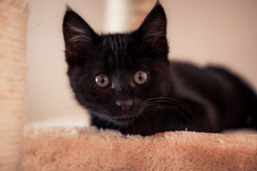 Portrait of a black kitten