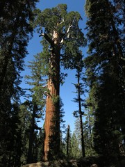 Fototapeta premium kings canyon sequoia national park, usa 