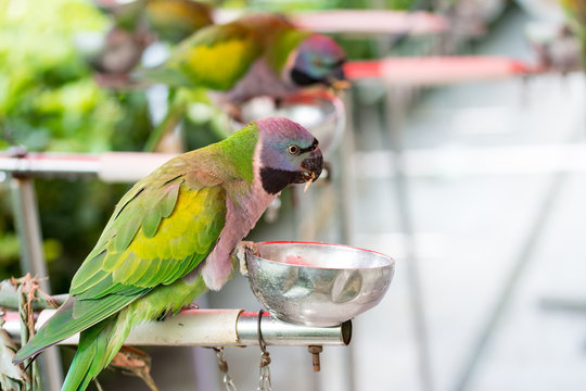 Beautiful female Derbyan parrot eating food and put its claw on bowl