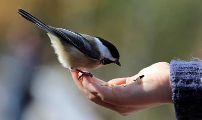 Mésange à tête noire