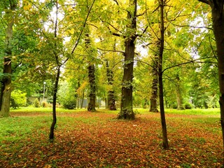 Fototapeta premium Colorful leaves on deciduous trees in park during autumn