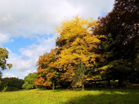 Colorful leaves on deciduous trees in park during autumn