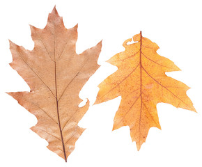 Set of autumn leaves isolated
