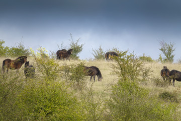 exmoor pony Milovice - Crech republic