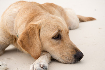 Dog  on the beach