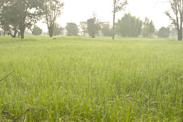 Fototapeta na wymiar cornfield in Thailand