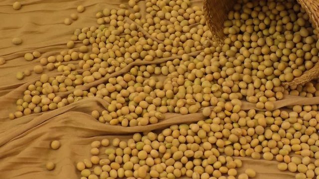 Focusing soybeans in a farm 
