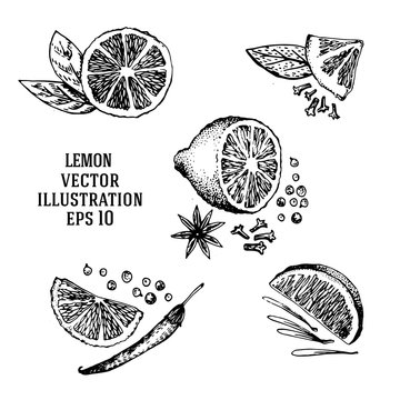 Vector hand drawn lime set. Half lime, sliced pieces, leaf, spices and seed sketch. Tropical summer fruit engraved style illustration.