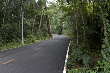 Fototapeta premium Forest road. Landscape