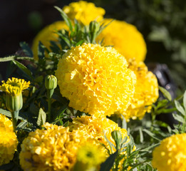beautiful yellow flower in nature