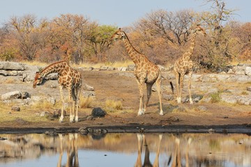 Giraffen (giraffa camelopardalis) auf dem Weg zum Wasserloch (Etosha Nationalpark)