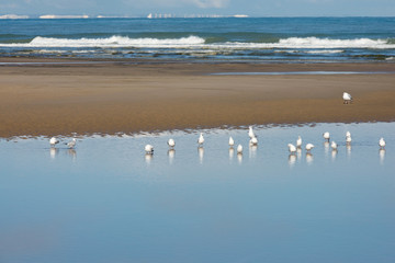 mouettes posées sur l'eau