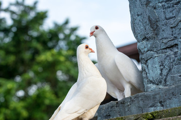 Two white doves standing on the ruins and looking at each other