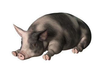 3D Rendering Pig on White