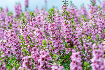 Obraz premium Macro of pink Salvia flower in the flower season