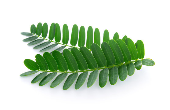 Tamarind Leaves On White Background