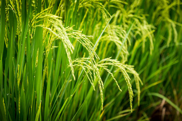 Rice field in countryside of Thailand