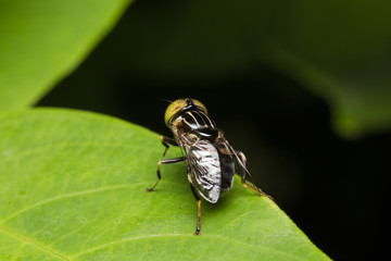 Macro small flies