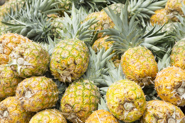 Delicious fruit Pineapple - Ananas comosus