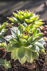 Fototapeta premium Sempervivum tectorum, Houseleek. Plant on the roof on natural light