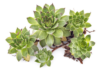 Sempervivum tectorum, Houseleek. Plant on the white background - 123237489