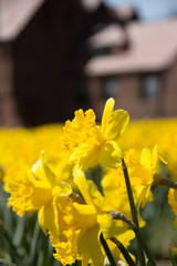 Field of Daffodils