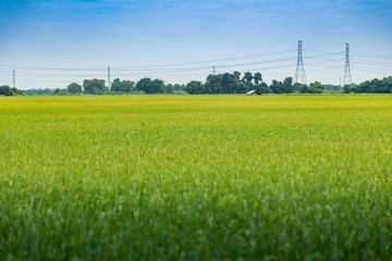 Rice field in countryside of Thailand