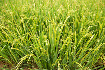 Rice field in countryside of Thailand