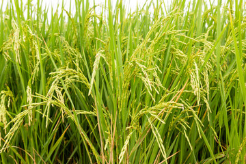 Obraz premium Rice field in countryside of Thailand