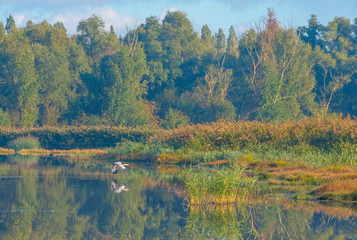 Birds in a lake in sunlight at fall