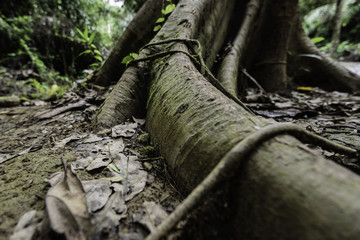 roots of a tree in the forest