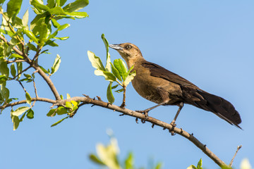 A male thrush bird perching on a twig of green tree against blue sky