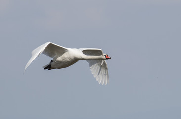 Mute Swan