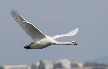 Mute Swan