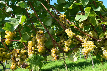 Weinort Malsch-Letzenberg im Rhein-Neckar-Kreis
