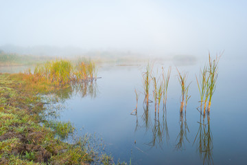 Shore of a foggy lake at sunrise in autumn