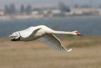 Mute Swan