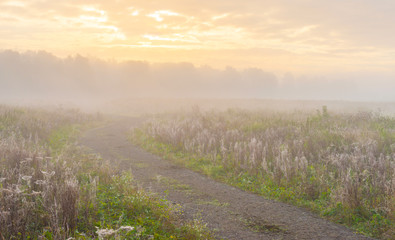 Path through a foggy field at sunrise