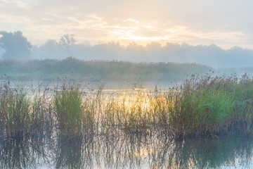 Shore of a foggy lake at sunrise in autumn