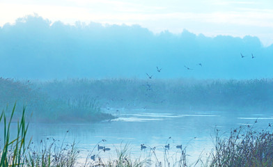 Obraz na płótnie Canvas Birds flying over a lake at sunrise 